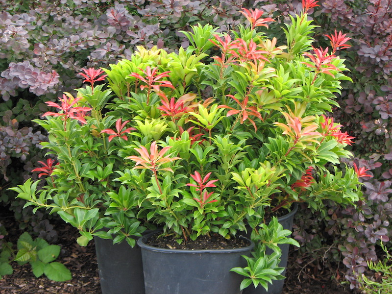 potted-pieris-mountain-fire.jpg