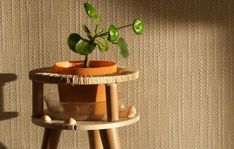 potted-pilea-on-a-plant-stand-in-bright-indirect-light.jpeg