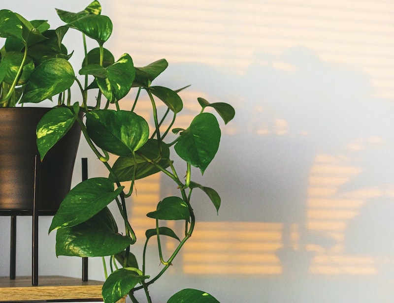 potted-pothos-trailing-off-a-table.jpg