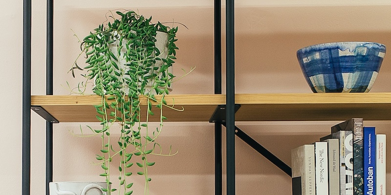 potted-string-of-bananas-on-a-high-shelf.jpg