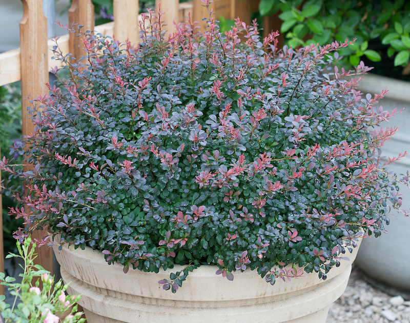 potted-sunjoy-mini-salsa-berberis.jpg