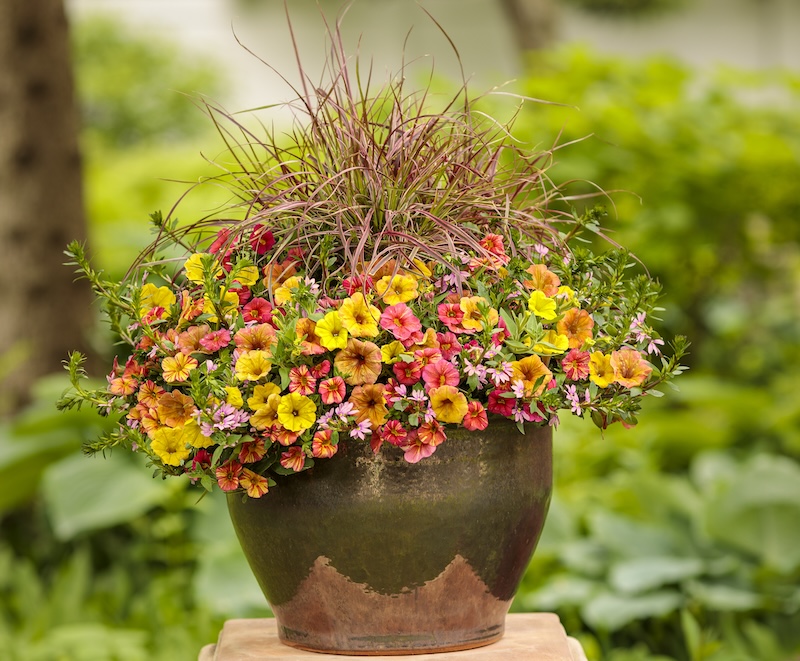 Petunias in Pots - How to Grow Petunias in Containers