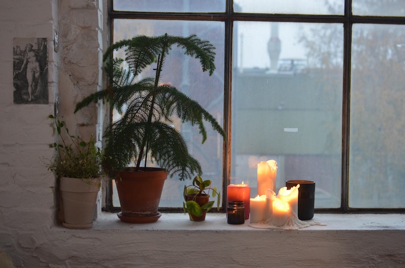 potted-tree-on-windowsill.jpg