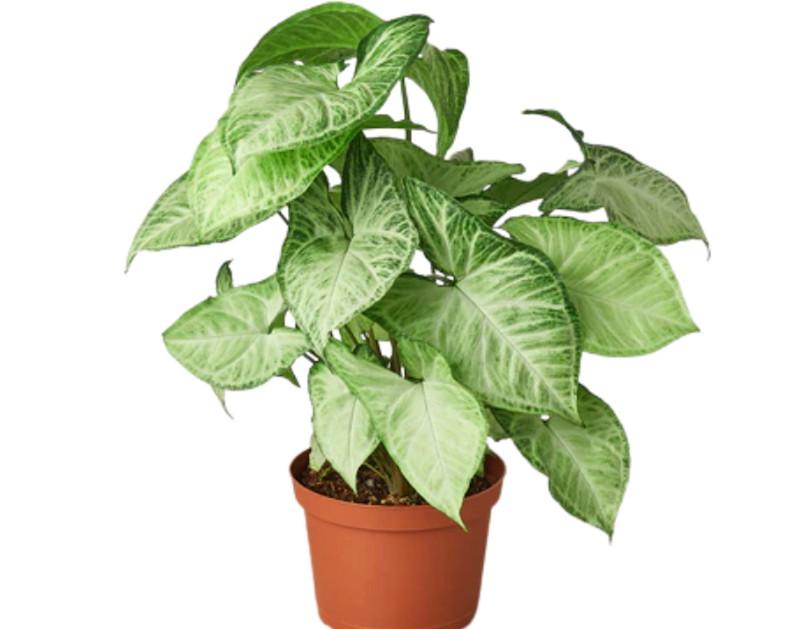 potted-white-butterfly-arrowhead-plant.png