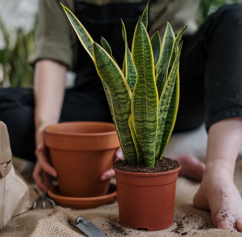 potting-up-snakeplant.jpg