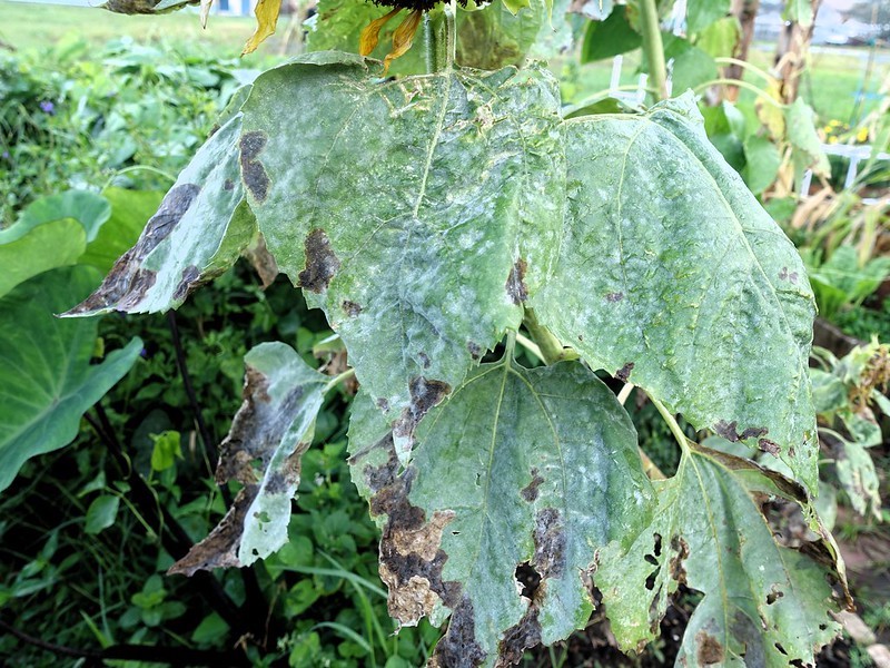 powdery-mildew-and-blotch-miner-injury.jpg