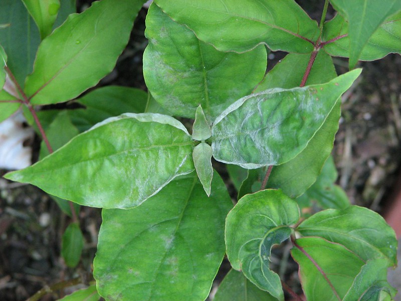 powdery-mildew-on-dogwood-leaves.jpg