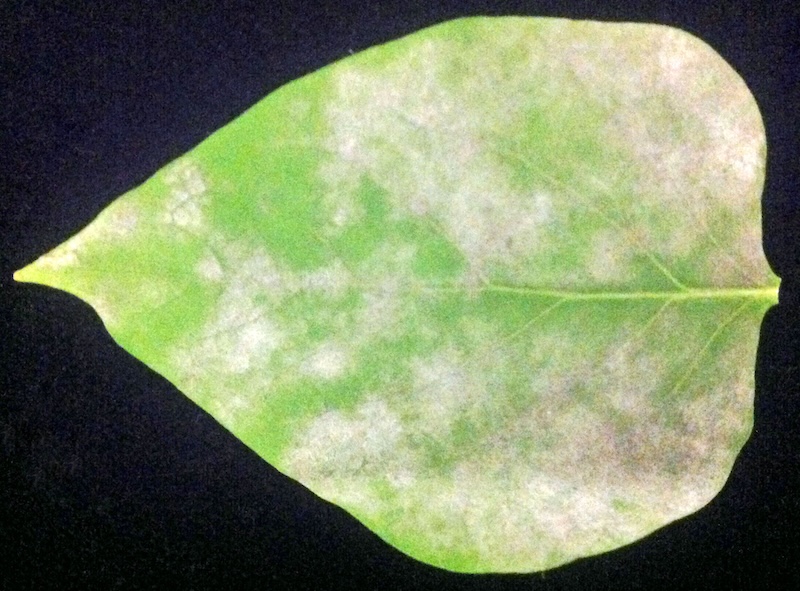 powdery-mildew-on-lilac-leaf.jpg