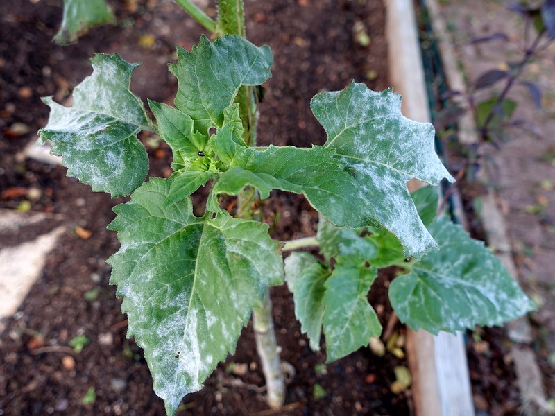 powdery-mildew-on-sunflower-foliage.jpg