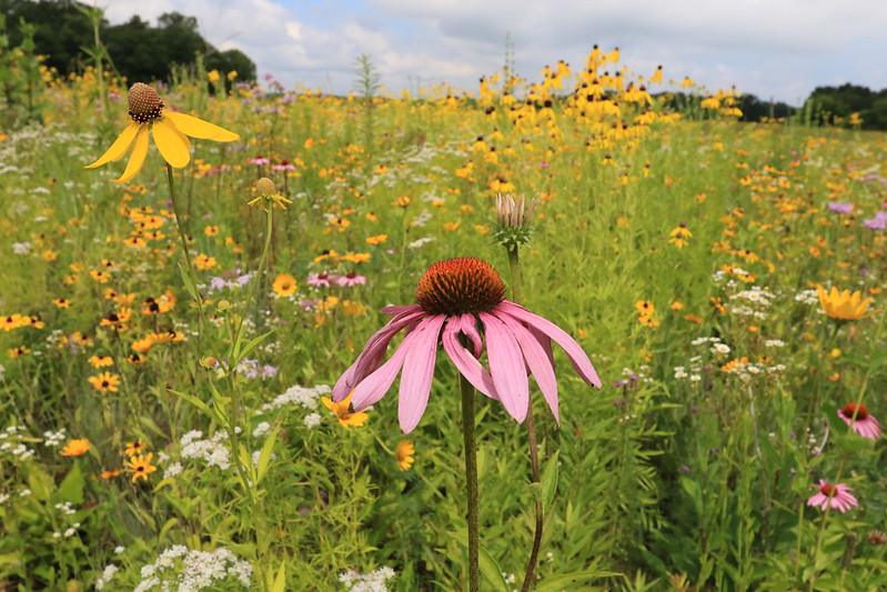 prairie-planting-with-purple-coneflowers-grey-headed-coneflowers-black-eyed-susan-slender-mountain-mint-and-lance-leave-coreopsis.jpg