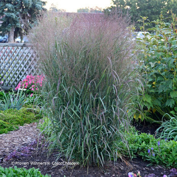 Prairie Winds Apache Rose switch grass in landscape