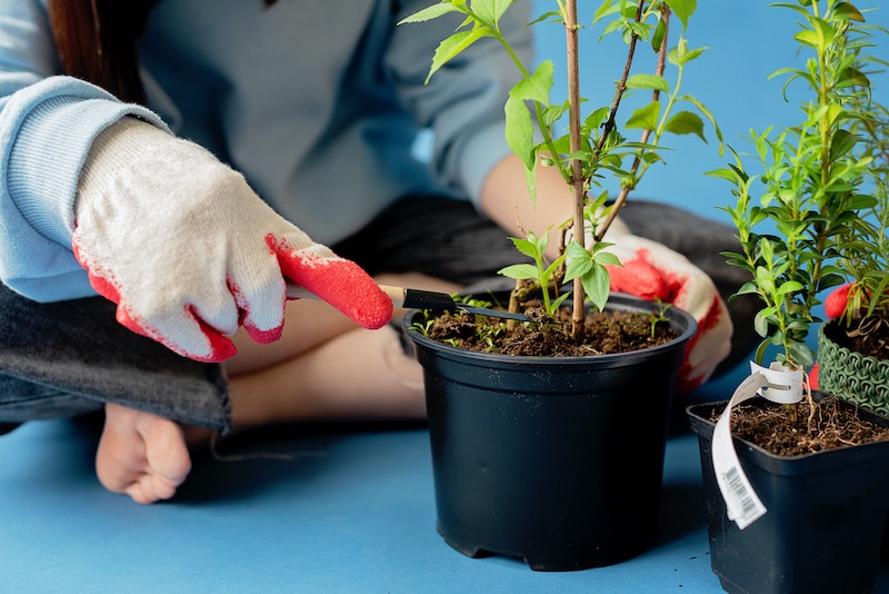 preparing-for-planting-new-trees.jpg