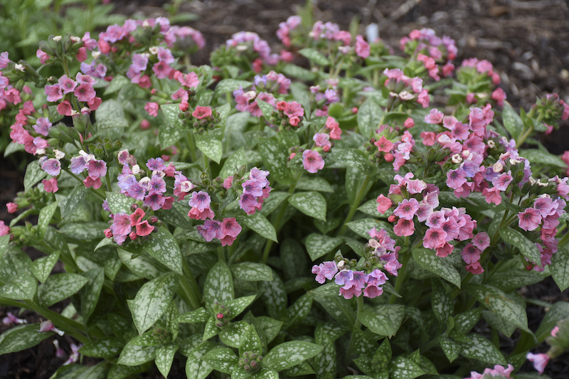 pretty-in-pink-lungwort-in-bloom.jpg