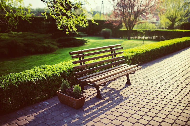 privet-hedge-along-a-walkway.jpg