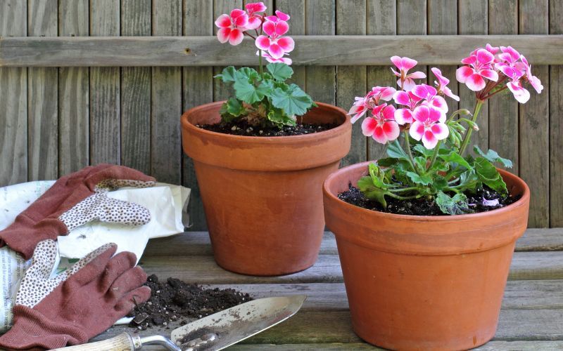 propagating-geraniums.jpg