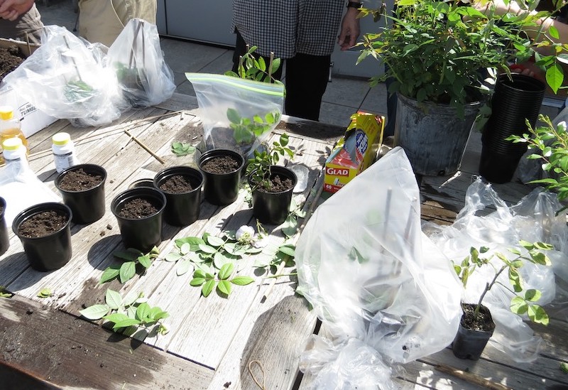 propagating-multiple-rose-cuttings.jpg