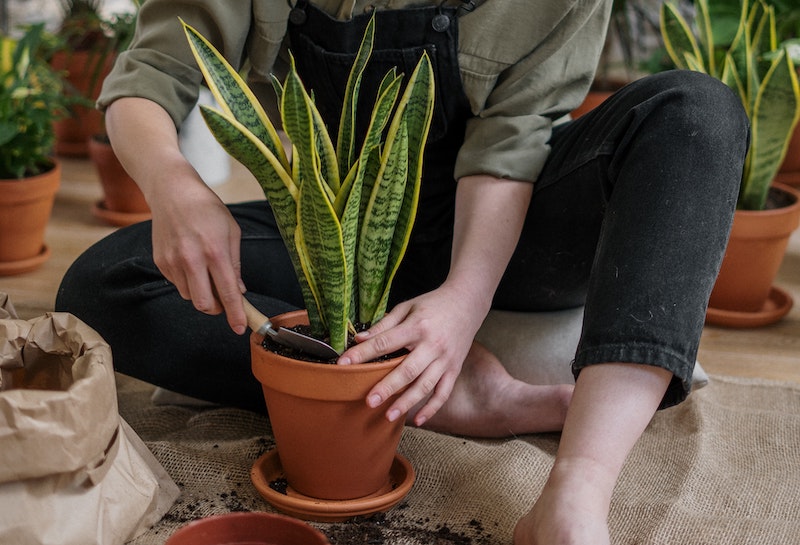 propagating-snake-plant.jpg