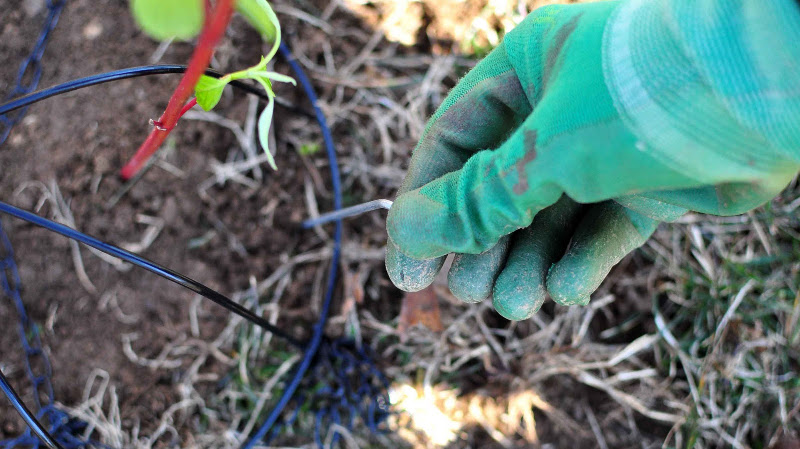 protecting-new-red-twig-dogwood-plants.jpg