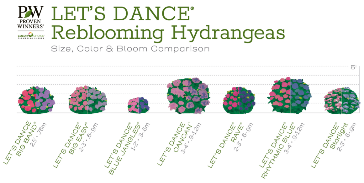 proven-winners-let-s-dance-hydrangeas-mature-height-chart.png