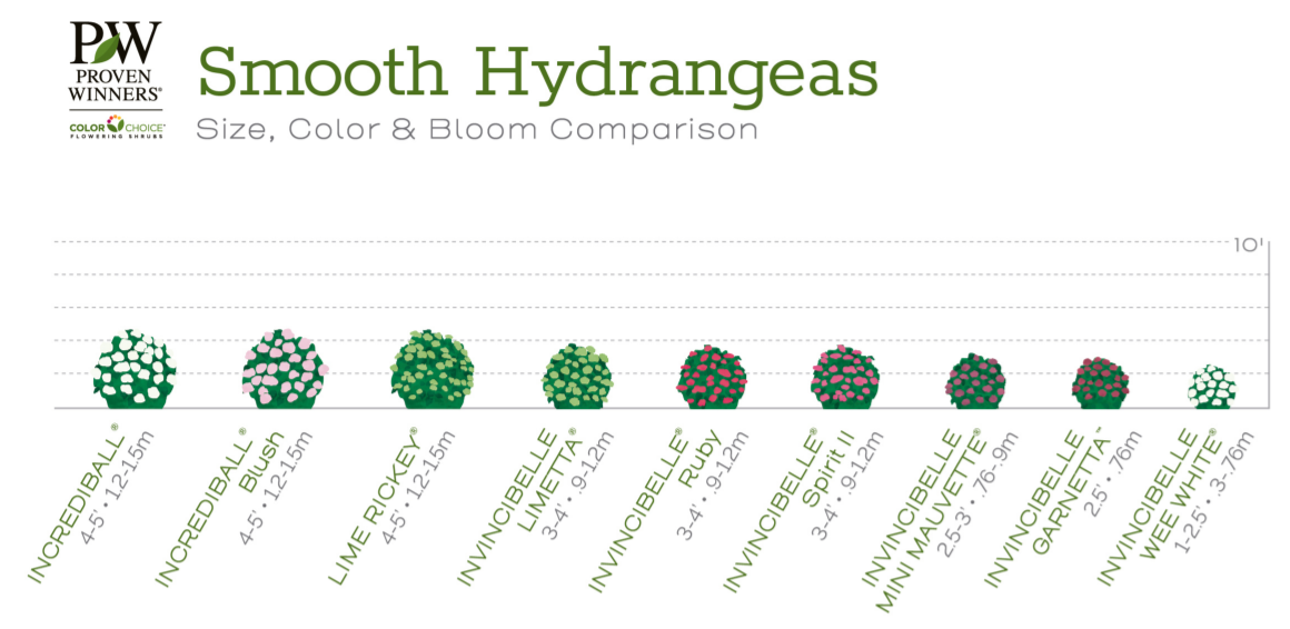 proven-winners-smooth-hydrangea-mature-height-chart.png