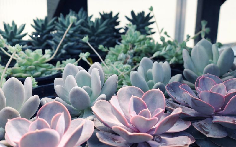 providing-supplemental-sunlight-to-echeveria.jpg