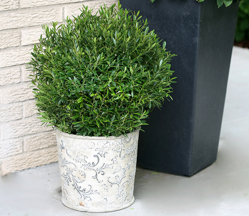 pruned-holly-bush-in-garden-planter.jpg