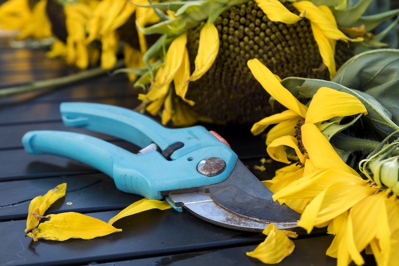 Pruning Sunflowers: When And How To Do It