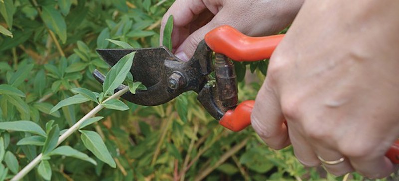 pruning-a-branch.jpg