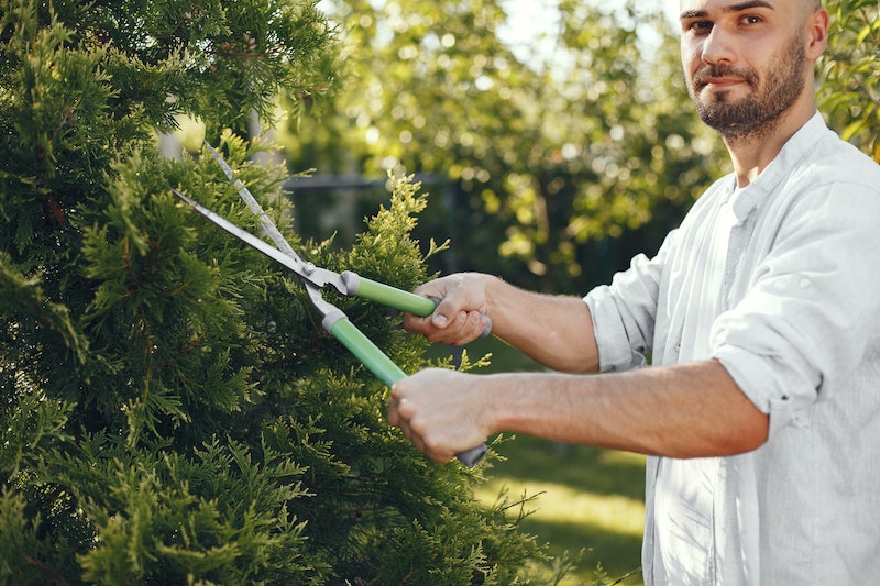 pruning-a-conifer.jpg