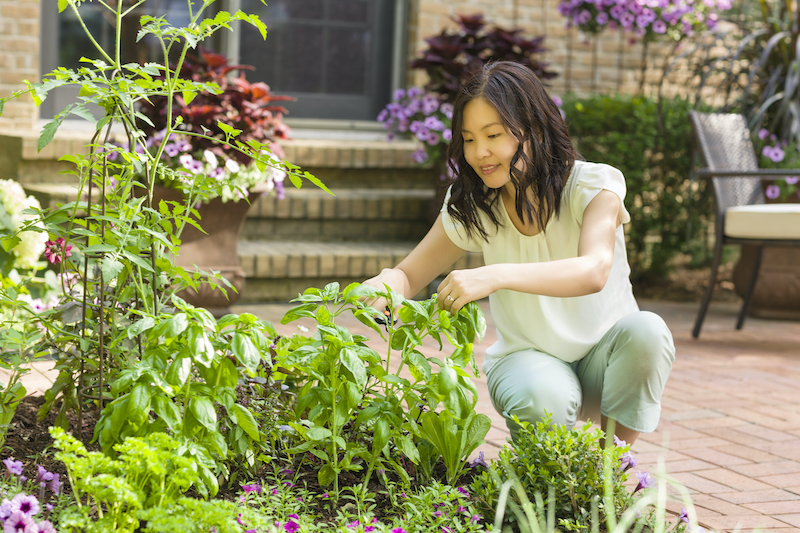 pruning-annuals-in-raised-bed.jpg