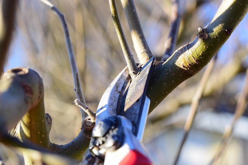 pruning-branch-above-the-branch-collar.jpg