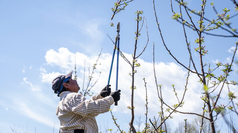 pruning-branches-with-lopers.jpg