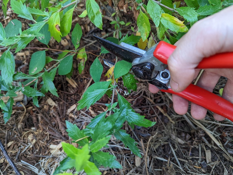 pruning-caryopteris-branch.jpg