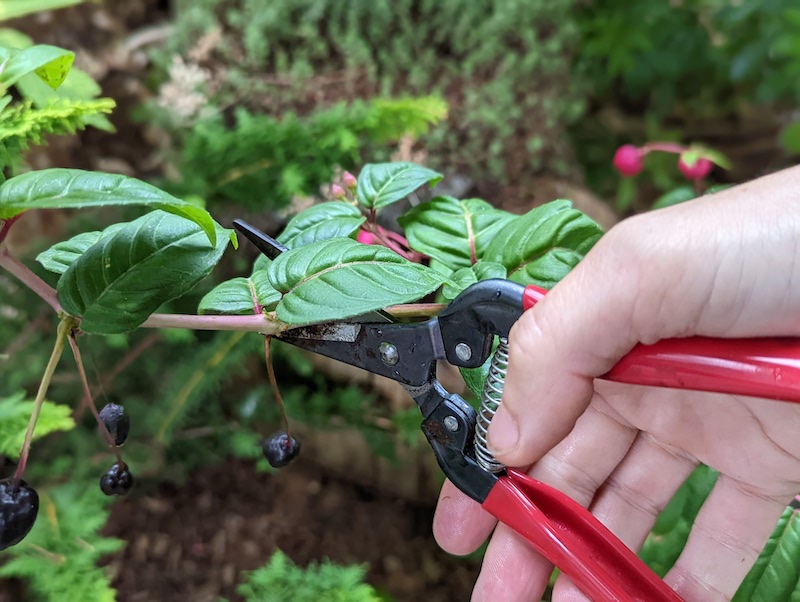 pruning-fruiting-branch-of-hardy-fuchsia.jpg