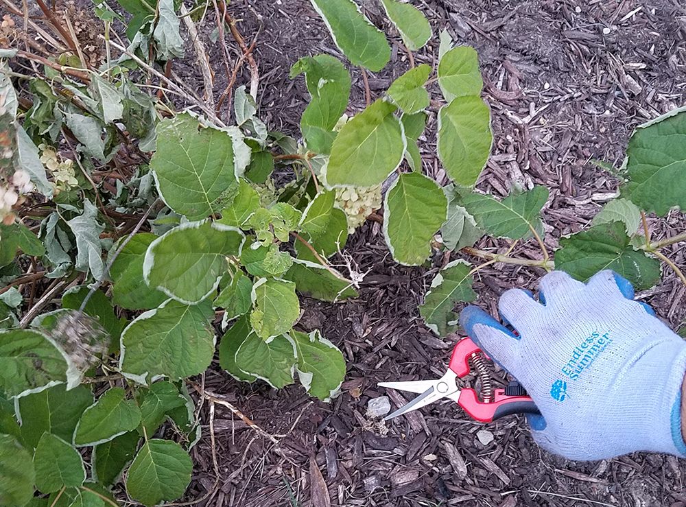 pruning-hydrangeas-compressor.jpg