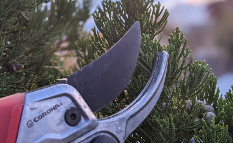 pruning-juniper-branches-by-hand.jpg