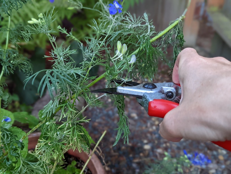 pruning-larkspur-foliage.jpg