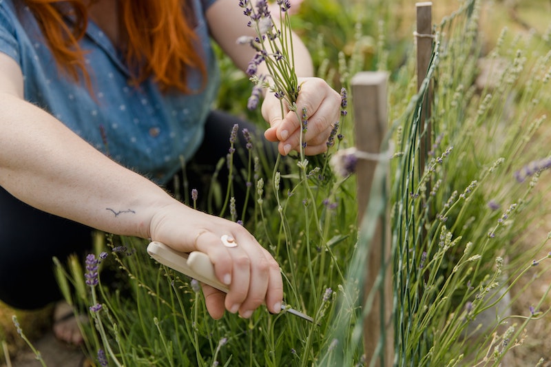 pruning-lavendar-after-flowering.jpg