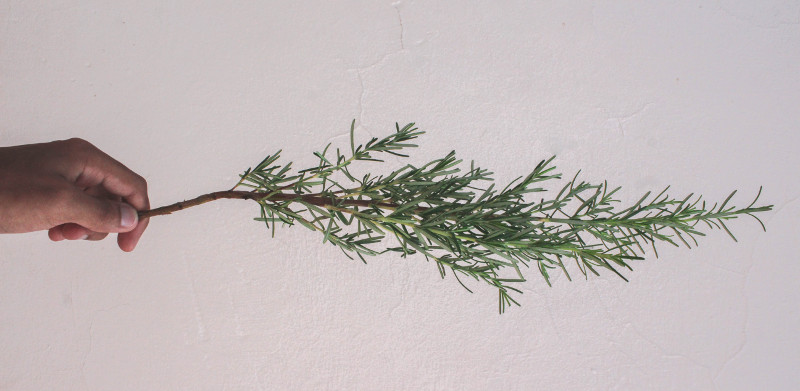 pruning-salvia-rosemary-sprig.jpg