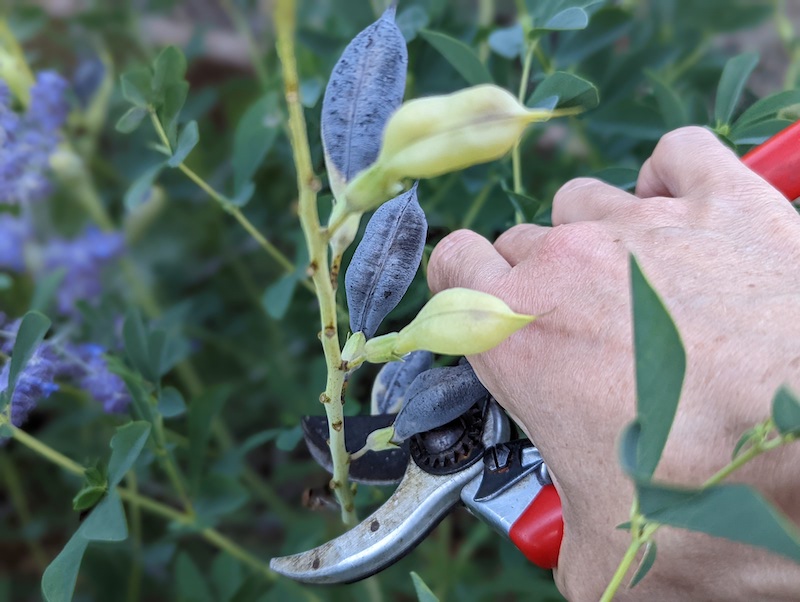 pruning-seed-pod-off-baptisia.jpg