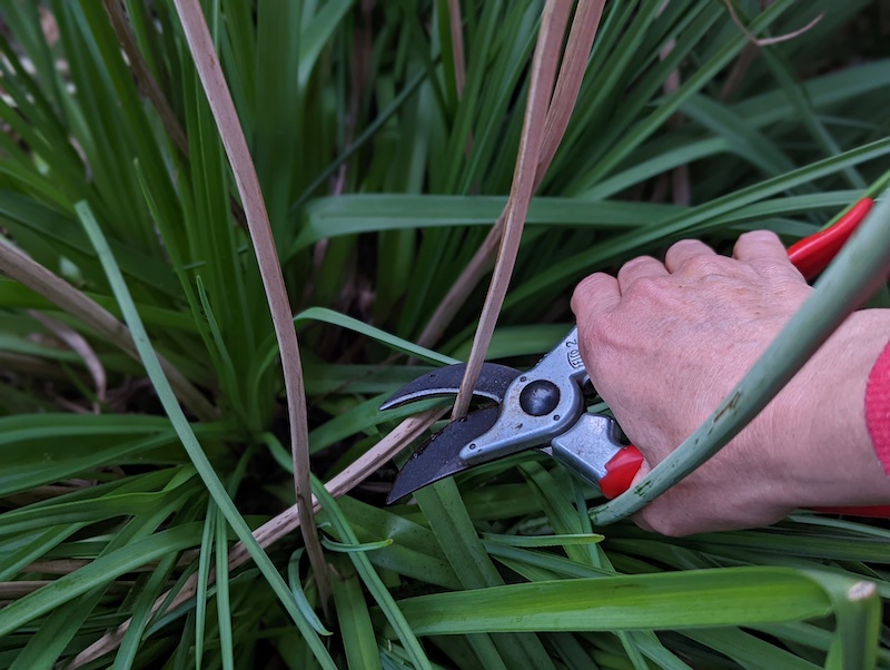 pruning-spent-flower-stalk-on-kniphofia.jpg