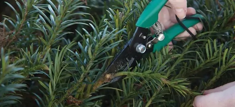 pruning-yewtopia-plum-yew-with-pruning-shears.jpg