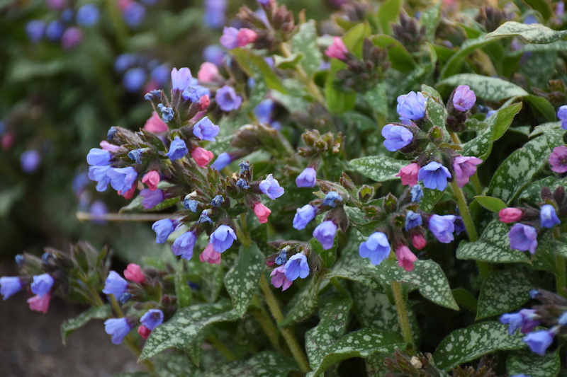 pulmonaria-pink-a-blue-closeup-of-blooms.jpg