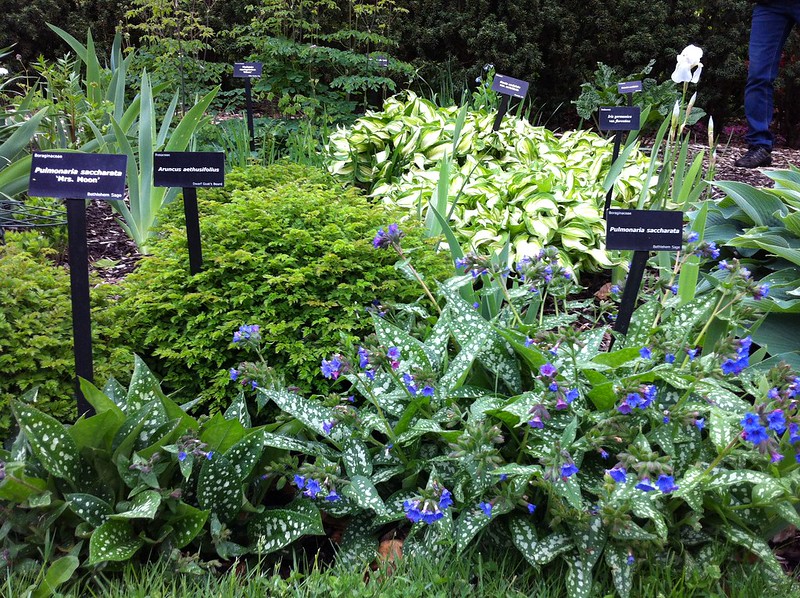 Pulmonaria saccharata 'Silver Streamers' Lungwort