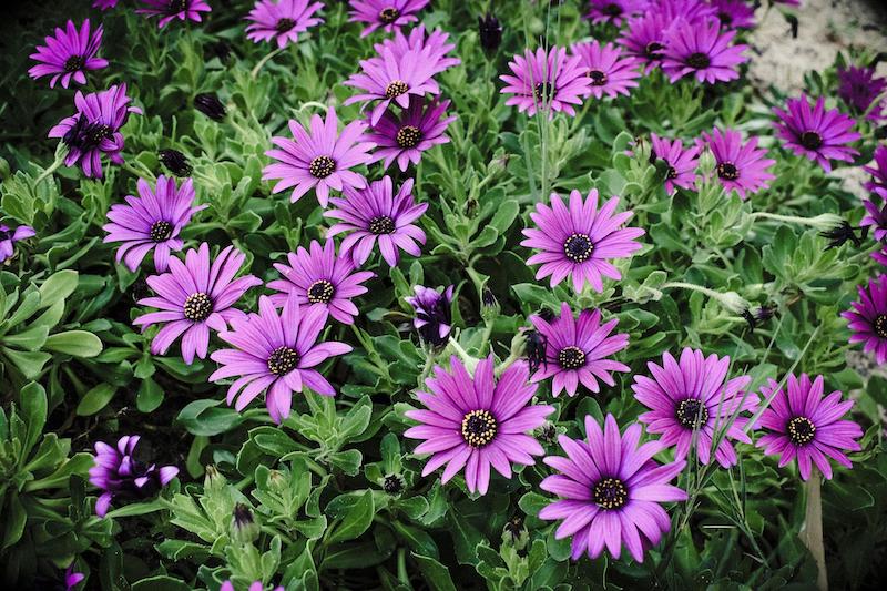 Are African Daisies Poisonous?