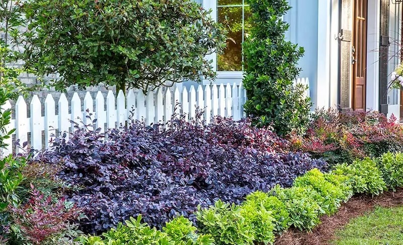 purple-diamond-planted-with-nandina-and-pittosporum-hedge.jpg