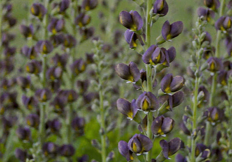 purple-false-indigo-flowers.jpg