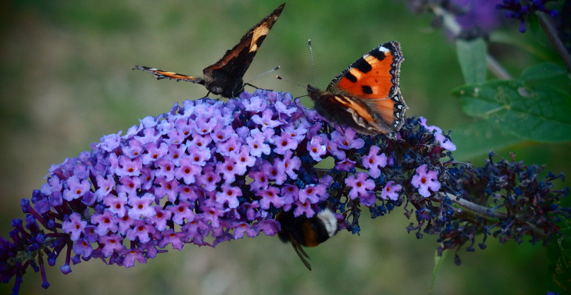 purple-flowering-butterfly-bush-with-monarchs.jpg