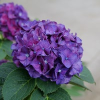 Purple Hydrangeas