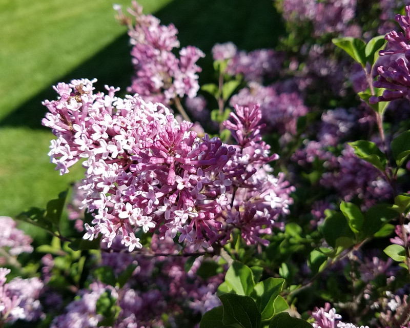 purple-lilac-flowers-in-the-sunlight.jpg